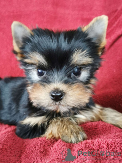 Photo №1. yorkshire terrier - for sale in the city of Porto | Is free | Announcement № 71364