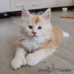 Photo №2 to announcement № 43411 for the sale of maine coon - buy in Russian Federation 