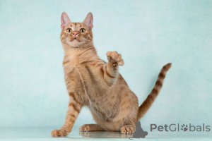 Photo №3. Yuna, a wonderful affectionate cat-teenage cat is looking for a house. Russian Federation