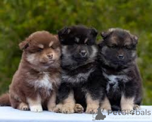 Photo №1. finnish lapphund - for sale in the city of Berlin | 723$ | Announcement № 159509