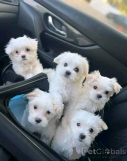 Photo №1. maltese dog - for sale in the city of Gottskär | negotiated | Announcement № 158398