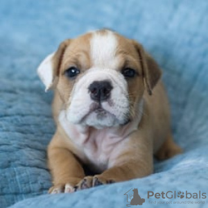 Photo №1. american bulldog - for sale in the city of Lost Creek | negotiated | Announcement № 105982