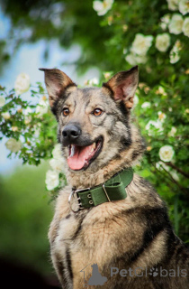 Photo №1. non-pedigree dogs - for sale in the city of Moscow river | Is free | Announcement № 150741