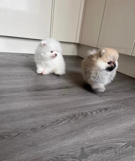 Photo №4. I will sell pomeranian in the city of ALAVUS. private announcement - price - 413$