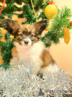 Photo №1. papillon dog - for sale in the city of Mogilyov | 500$ | Announcement № 36798