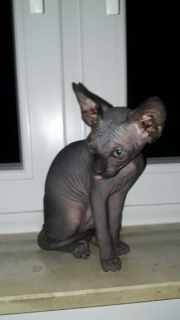 Photo №1. sphynx-katze - for sale in the city of Bad Wildungen | 664$ | Announcement № 731