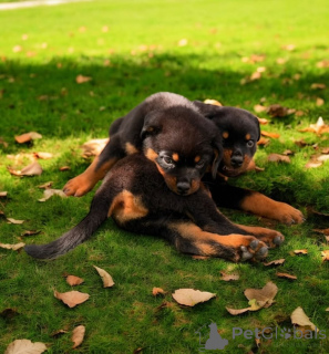Photo №2 to announcement № 159870 for the sale of rottweiler - buy in Lithuania private announcement