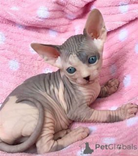 Photo №2 to announcement № 164071 for the sale of sphynx-katze - buy in Finland private announcement, breeder