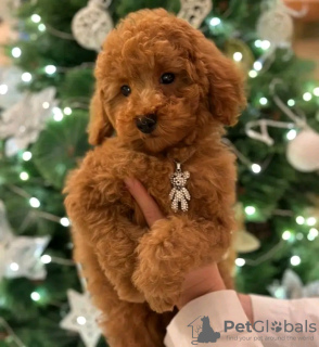 Photo №2 to announcement № 128598 for the sale of poodle (toy) - buy in Portugal breeder