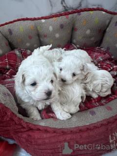 Photo №1. maltese dog - for sale in the city of Sydney | 600$ | Announcement № 100078
