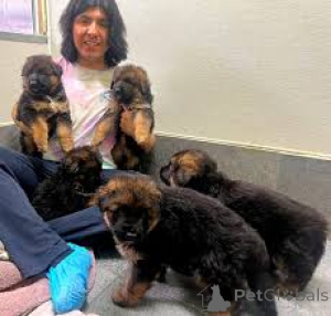 Photo №1. german shepherd - for sale in the city of Gheent | 1125$ | Announcement № 167081