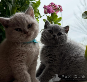 Photo №2 to announcement № 166706 for the sale of british shorthair - buy in Finland private announcement