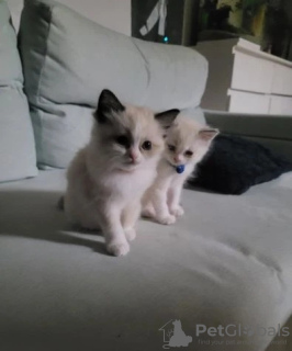Photo №2 to announcement № 132688 for the sale of ragdoll - buy in United Kingdom private announcement, breeder