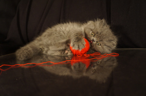 Photo №2 to announcement № 5796 for the sale of persian cat - buy in Russian Federation 