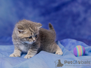 Additional photos: Scottish kittens for sale