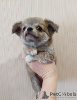 Photo №2 to announcement № 105042 for the sale of chihuahua - buy in Germany breeder