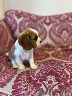 Photo №3. Породистый кавалер-кинг-чарльз-спаниель на продажу. United States