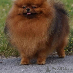 Additional photos: Pomeranian boy