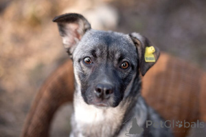 Photo №4. I will sell non-pedigree dogs in the city of Москва.  - price - Is free