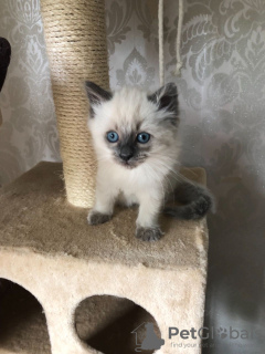 Additional photos: Healthy Ragdoll kittens around you