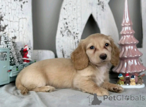 Photo №2 to announcement № 162957 for the sale of non-pedigree dogs - buy in United States breeder