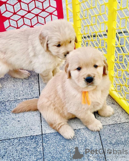 Photo №3. Golden Retriever Welpen. Austria