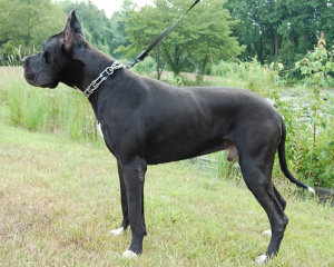 Photo №1. great dane - for sale in the city of Krakow | Negotiated | Announcement № 778