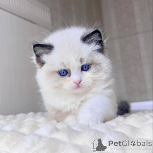 Photo №1. ragdoll - for sale in the city of BALI | negotiated | Announcement № 156269
