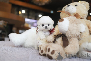 Photo №2 to announcement № 155042 for the sale of bichon frise - buy in United States breeder