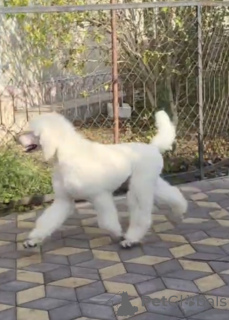Photo №2 to announcement № 80660 for the sale of poodle (royal) - buy in Ukraine from nursery
