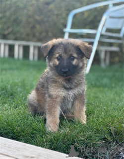 Photo №1. german shepherd - for sale in the city of Bundenbach | 329$ | Announcement № 153439