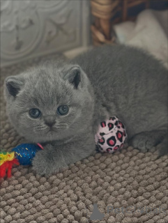 Photo №3. Grace in every step, warmth in every purr Islas beauty shines inside and out.. Italy