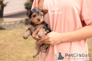 Photo №2 to announcement № 63839 for the sale of yorkshire terrier - buy in Germany 
