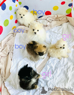 Photo №1. pomeranian - for sale in the city of New York | 400$ | Announcement № 102923