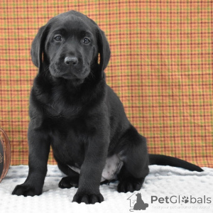 Photo №1. labrador retriever - for sale in the city of London Borough of Camden | 723$ | Announcement № 156358