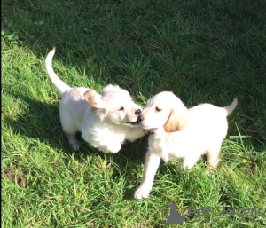 Photo №1. golden retriever - for sale in the city of Jestetten | 539$ | Announcement № 99487