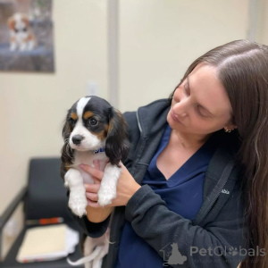 Photo №2 to announcement № 155582 for the sale of cavalier king charles spaniel - buy in Italy private announcement