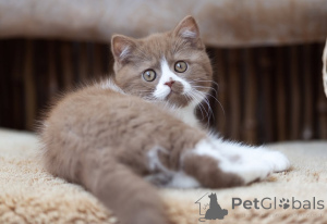 Photo №2 to announcement № 169616 for the sale of british shorthair - buy in Italy private announcement