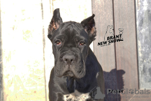 Photo №4. I will sell cane corso in the city of Yaroslavl. from nursery, breeder - price - 649$