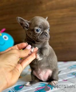Photo №3. Teacup chihuahua puppies for reaching. United States