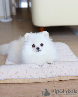 Photo №3. White beautiful female Pomeranian. United Kingdom