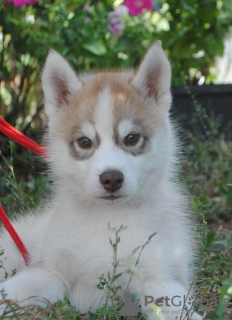 Additional photos: husky puppies 2 months old