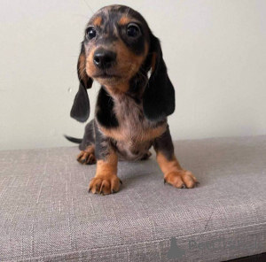 Photo №1. dachshund - for sale in the city of Aldershot | 413$ | Announcement № 177830