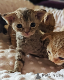Photo №2 to announcement № 30005 for the sale of devon rex - buy in Germany private announcement