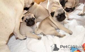 Photo №2 to announcement № 124207 for the sale of pug - buy in Belgium private announcement