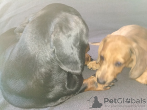 Photo №3. Long-haired dachshund male. Ukraine