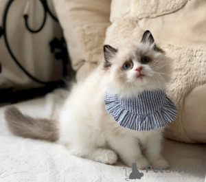 Photo №1. ragdoll - for sale in the city of Finstervalde | 361$ | Announcement № 178158