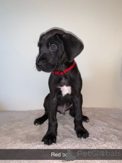 Photo №1. great dane - for sale in the city of Eindhoven | 433$ | Announcement № 45919
