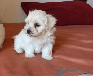 Photo №1. maltese dog - for sale in the city of London | 423$ | Announcement № 56573