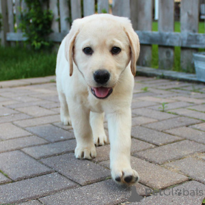 Photo №1. labrador retriever - for sale in the city of Stockholm | 846$ | Announcement № 147985